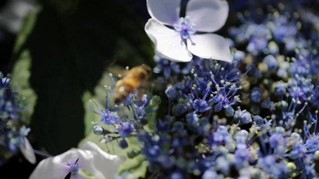 Honeybee on Hydrangea