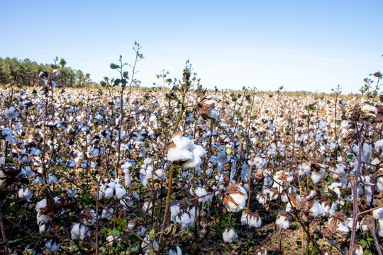Cotton Field Rural South Carolina
