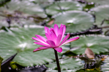 Water lily