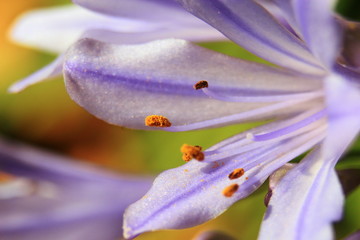 flor morada brote, petalos y filamentos