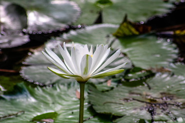 Water lily