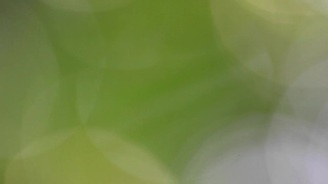 Jungle Bokeh