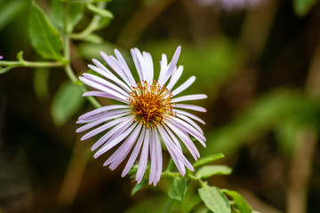 Aster