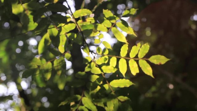 Backlit Jungle Lens-flare Leaves
