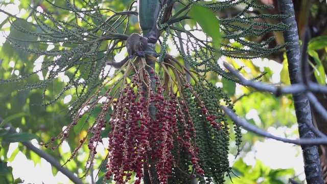 Jungle Squirrel Eating Berries