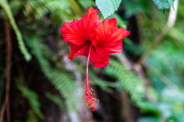 Obraz premium Red hibiscus