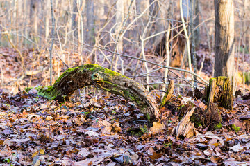 arching dead tree branch covered with green moss
