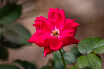 Obraz premium Red rose