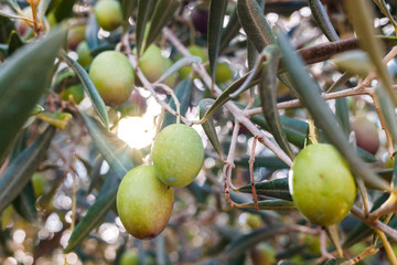 Branches of an olive tree loaded with green olives.