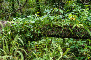 Fallen tree