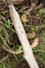 Obraz premium branch