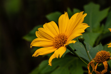 Mexican sunflower