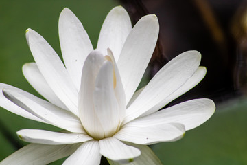 Fototapeta premium Water lily