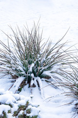 Desert Yucca plant coved in white snow.