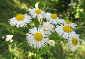 Erigeron flowers in the garden, closeup