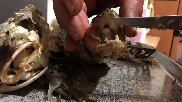 Eating pike perch fish on the plate