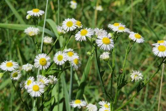 White erigeron flowers in the meadow on natural green background, closeup 