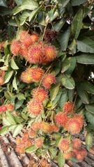 Obraz premium Rambutans fruits on a tree ready to be harvested