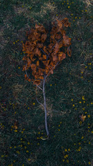 hojas de oto&ntilde;o 2