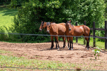 A close up of shiny brown horses next to the railroad track in the countryside of North Carolina.