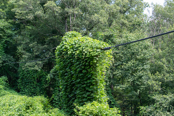 A species of vines overtake a power line and pole along the train tracks in the North Carolina mountains