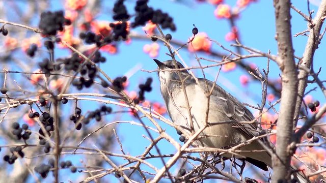A forest bird hides on tree branches with red and black berries on a sunny December day in a Texas reserve.