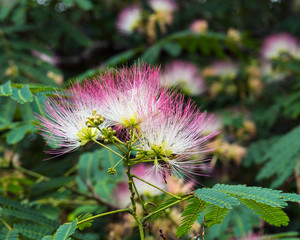 Silk tree or mimosa flowers