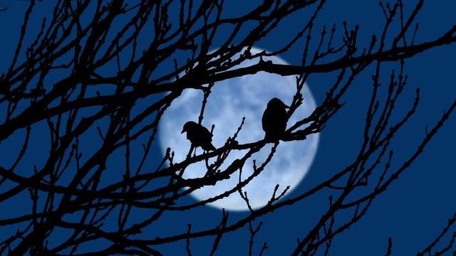 Birds Fly Off Branches In The Evening With Moon In Distance