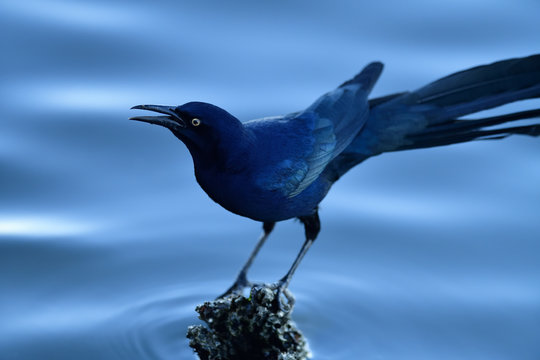Great-tailed grackle