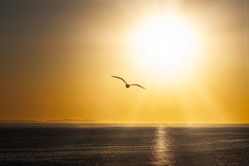 A seagull flying over the Pacific Ocean during the sunset