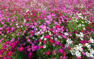 Beautiful cosmos flowers blooming in cosmos field on top view