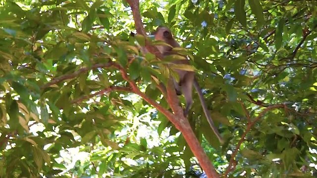 Macaque monkey climb up tree and eat in forest at dayang bunting island.
