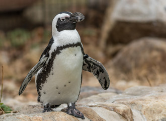 Naklejka premium African Penguin (Spheniscus demersus) body closeup