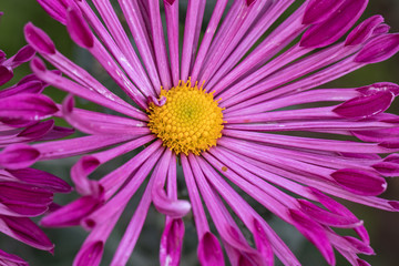 Obraz premium Beautiful purple chrysanthemums close up in autumn Sunny day in the garden. Autumn flowers. Flower head