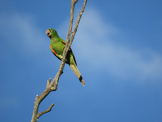 Green Macaw on dry branch with blue sky