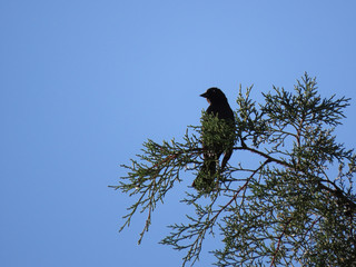 Bird between tree branches. Sunlit bird. Blue sky