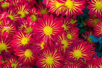 Beautiful  chrysanthemums close up in autumn Sunny day in the garden. Autumn flowers. Flower head