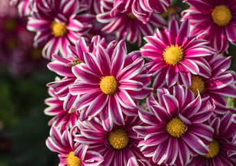 Beautiful  chrysanthemums close up in autumn Sunny day in the garden. Autumn flowers. Flower head