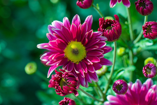 Beautiful  chrysanthemums close up in autumn Sunny day in the garden. Autumn flowers. Flower head