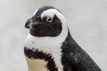 African Penguin (Spheniscus demersus) closeup