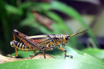 Giant Eastern Lubber Grasshopper 