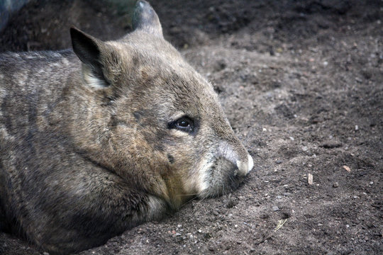 Portrait of a cute hairy-nosed wombat
