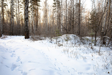 Fototapeta premium Snowy dense forest in winter on a frosty morning