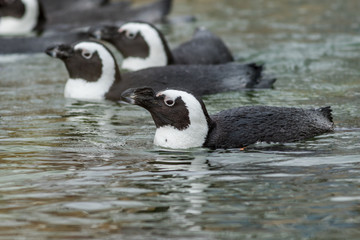 African Penguins (Spheniscus demersus) in water