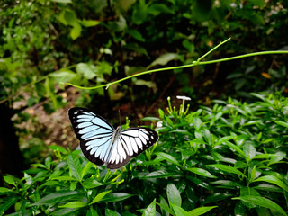 Beautiful butterfly setting on a flower.