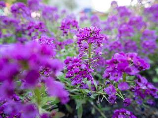 purple flowers with a clear center and blurred edges