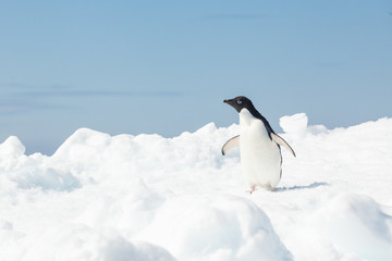Adele penguin in Antarctica