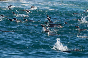 Adele penguin in Antarctica