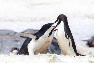 Adele penguin in Antarctica