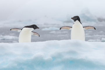 Adele penguin in Antarctica